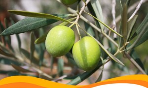 Солнечные станции будут размещаться в оливковых рощах Италии