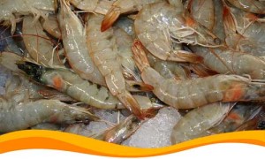 Креветочная ферма на солнечной энергетике начала работу в Николаевской области