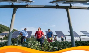 Промышленную солнечную электростанцию 2МВт установят над овощным полем на Харьковщине