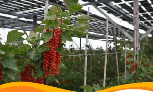 Энергетическая компания из Германии реализовала первый проект по агрофотовольтаике