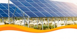 На субсидии фермерам на СЭС в Португалии выделено 10 миллионов евро