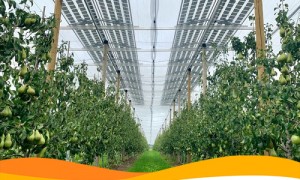 В Бельгии солнечную электростанцию объединили с грушевым садом