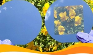 Окна, генерирующие солнечную энергию, созданы в Южной Корее