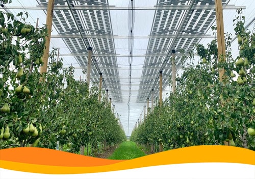 У Бельгії сонячну електростанцію об’єднали з грушевим садом