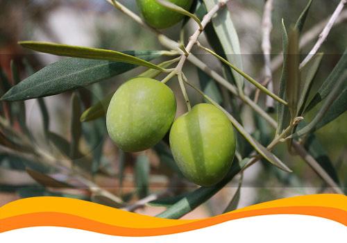 Солнечные станции будут размещаться в оливковых рощах Италии