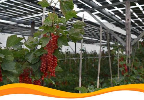 Енергетична компанія з Німеччини реалізувала перший проект з агрофотовольтаїки