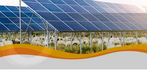 На субсидії фермерам на СЕС в Португалії виділено 10 мільйонів євро