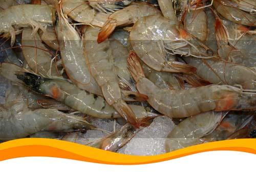 Креветкова ферма на сонячній енергетиці розпочала роботу в Миколаївській області